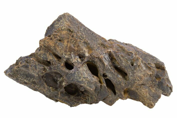 Fossil Tyrannosaur (T rex) Bone Section - Wyoming #306718